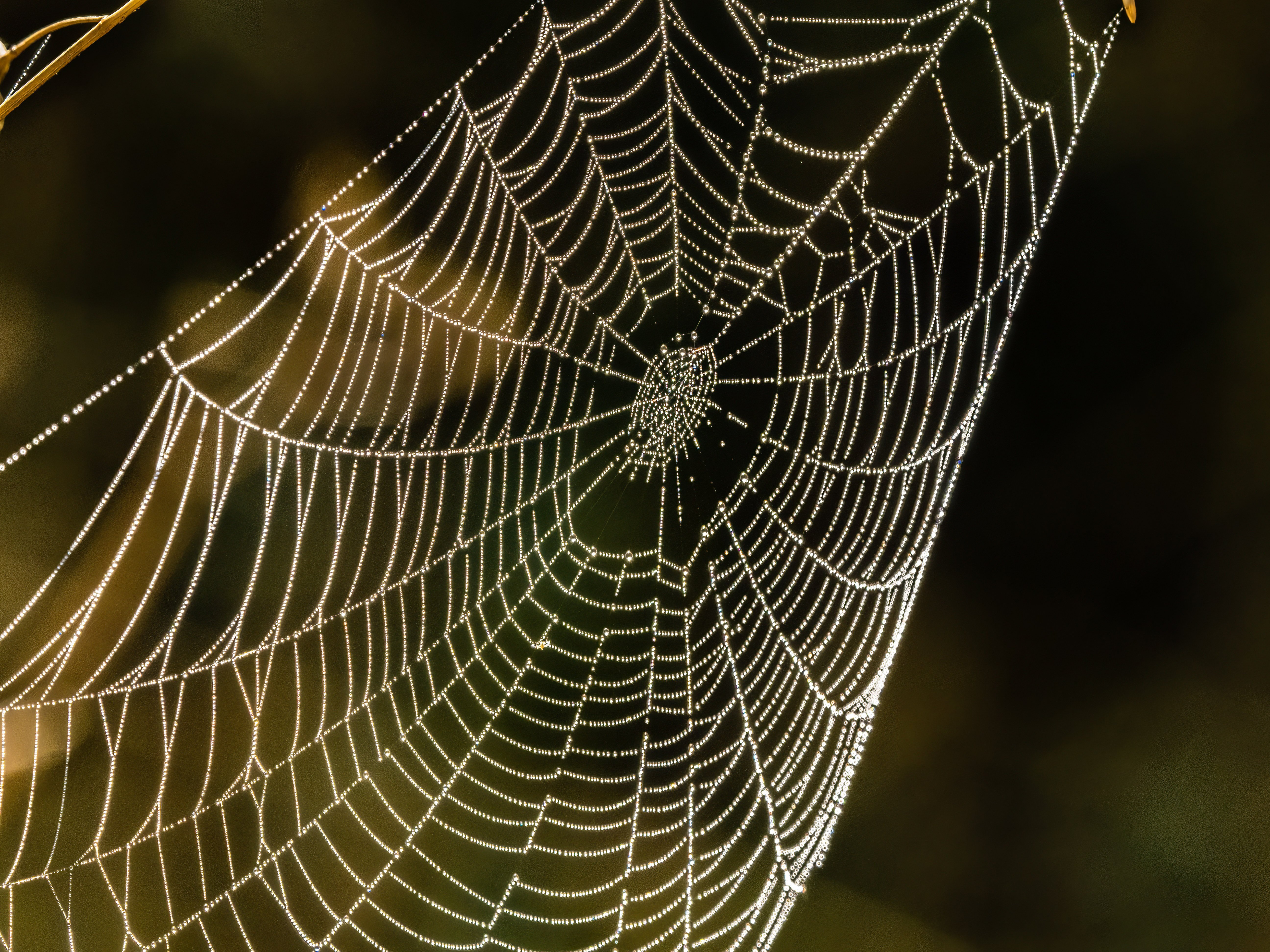 spider web